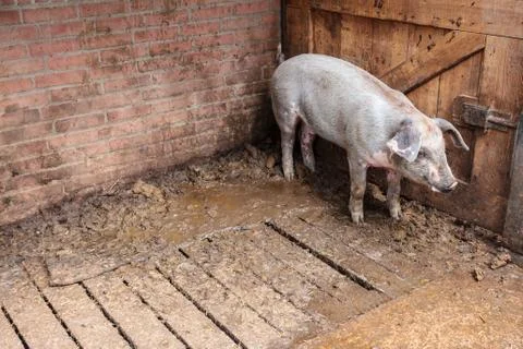 Pig standing in a stable Stock Photos