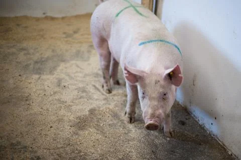 Pig standing in a stable Stock Photos