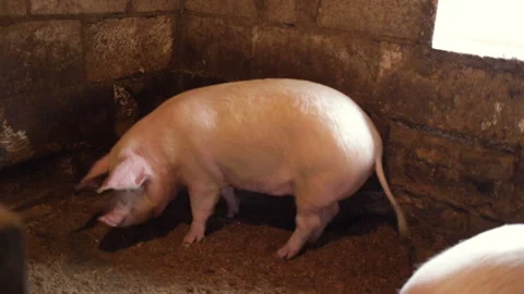 The pig stands full-back position and chews something against the wall in the pi Stock Footage 97956535