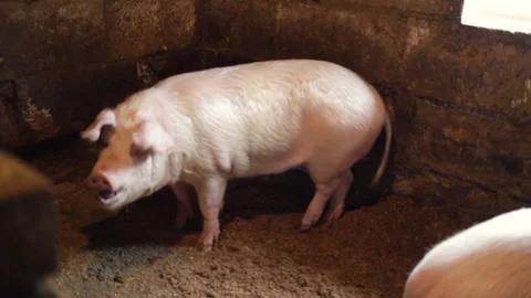 The pig stands sideways to the operator and eats something from the floor. Real Stock Footage 97956556