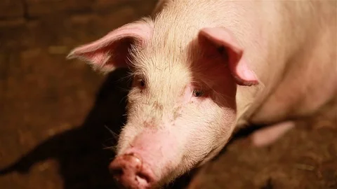 Pig stands in the stall Video stock 98207710