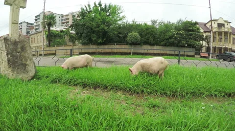 Pig on street summer Video stock 56985189