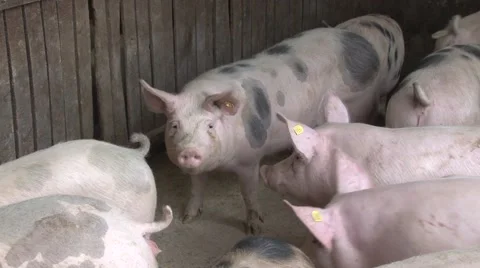 Pig sty Stock Footage 47877726