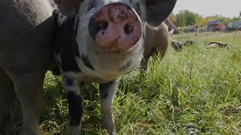 Pig in Sun Stock Footage 142159971