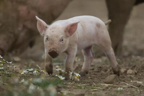 Pig Sus domesticus juvenile piglet standing in a farm field Suffolk England Stock Photos