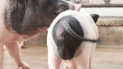 Pig swinging its tail back and forth in the pig pen. Video stock 152758486