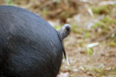 Pig tail Stock Photos