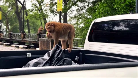 A pig-tailed macaque climbed into the back of a pickup truck and tried to steal  Stock-Footage 337767849