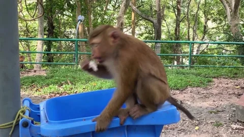A pig-tailed macaque climbs into a trash can and scavenges food scraps in a publ Stock Footage 338384429