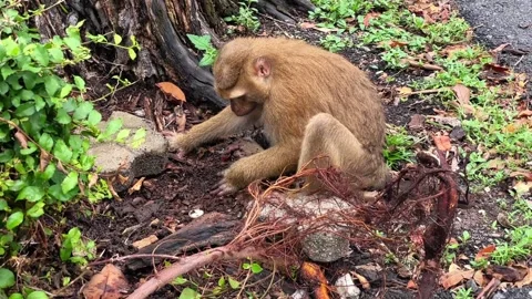 A pig-tailed macaque digs around an old rotten tree stump next to a road. Stock Footage 339646383