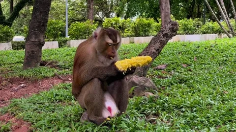 A pig-tailed macaque eats corn on the cob at a public park in Phuket. Stock Footage 337925478