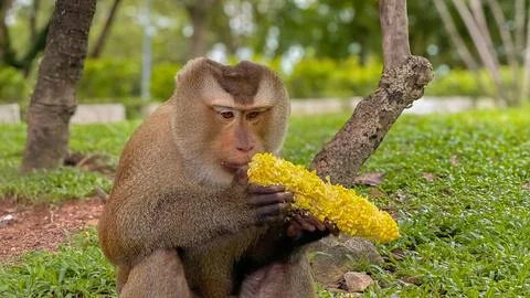A pig-tailed macaque eats corn on the cob at a public park in Phuket. Stock Photos