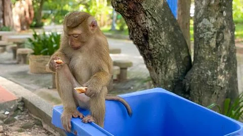 A pig-tailed macaque eats food while sitting on a garbage container in a city pa Stock Photos