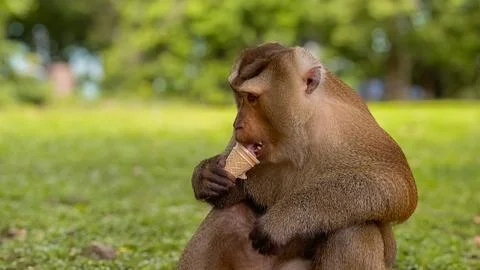 A pig-tailed macaque eats an ice cream cone at a park in Phuket. Stock Photos