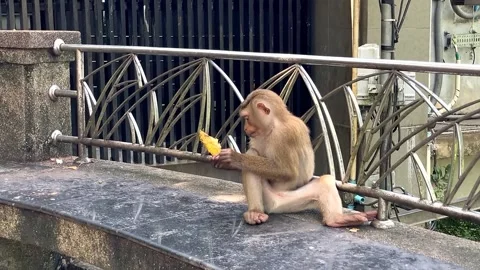 A pig-tailed macaque eats a mango at a park in Phuket. Video stock 344239550