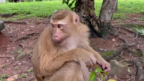 A pig-tailed macaque enjoys berries at a tropical park in Phuket. Stock Footage 337925479