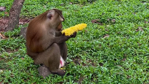 A pig-tailed macaque enjoys corn in a tropical park in Thailand. Stock Footage 337925473