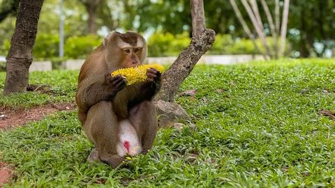 A pig-tailed macaque enjoys corn at Phuket City View Point. Stock Photos
