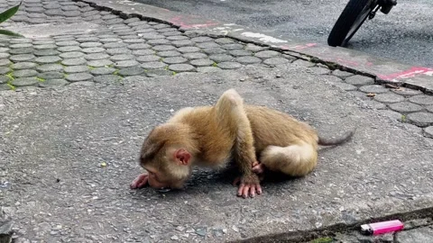 A pig-tailed macaque examines a round metal object. Stock Footage 342383626
