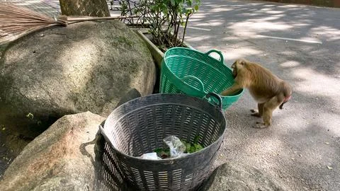 A pig-tailed macaque explores a trash can in search of food in a city park. Stock Photos
