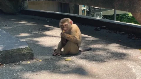 A pig-tailed macaque gnaws on a fruit pit. Stock Footage 344239563