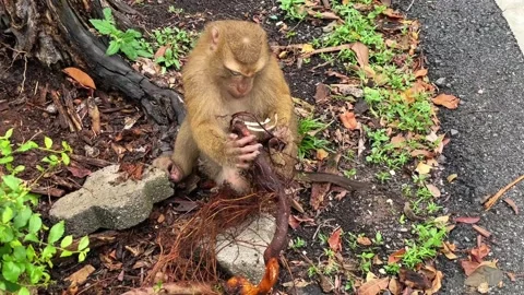 A pig-tailed macaque gnaws on a tree root near an old rotten stump. Stock Footage 339646380