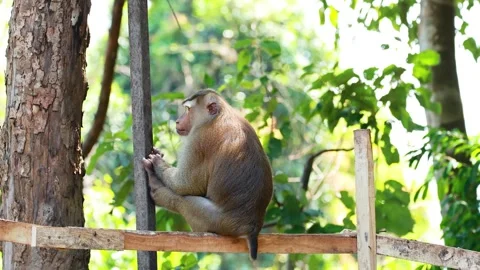 Pig-Tailed Macaque Observing Forest from Wooden Platform in Thailand Stock Footage 319512476
