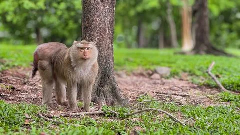 A pig-tailed macaque stands by a tree in a tropical park in Thailand. Stock Photos