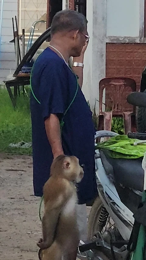 A pig-tailed macaque with a trainer greets a passerby Video stock 275570609