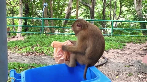 A pig-tailed macaque unpacks a garbage bag while sitting on the edge of a trash  Stock Footage 338384425