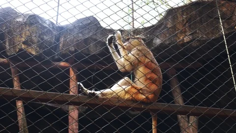Pig-tailed macaque in the zoo aviary oversees visitors Stock Footage 100604060