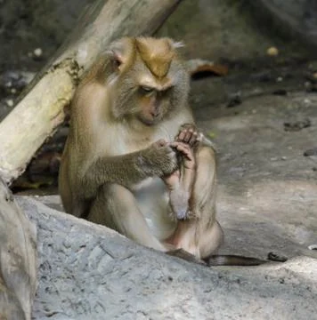 Pig-tailed macaques Foto stock