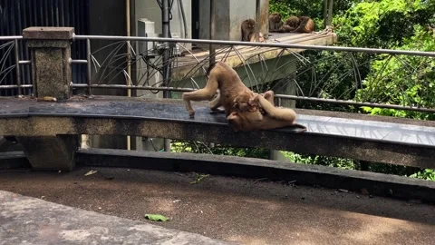 Pig-tailed macaques play and wrestle on a bench in a Phuket park. Vídeos de archivo 337767848