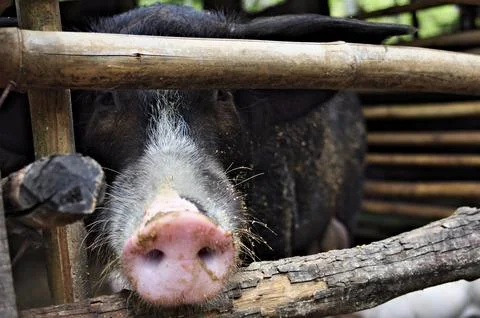 Pig trapped inside a pigsty. Stock Photos