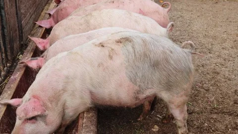 Pig trough / 4K Stock Footage 257062066