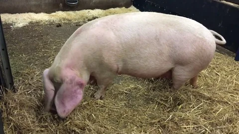 Pig trying to bite hand 動画素材 72634033
