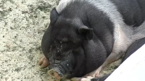 Pig on vacation Stock Footage 51460296