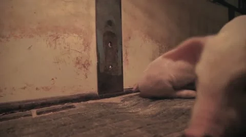 Pig Varied HD Stock Footage 12377841