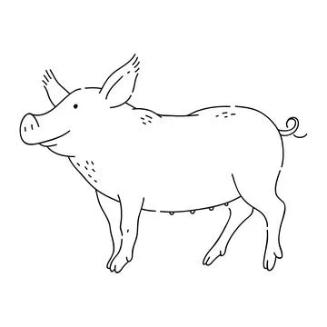 Pig vector doodle animal of Eastern astrological calendar black outline on white Stock Illustration