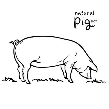 Pig of vector illustration. Isolated on white background Stock Illustration