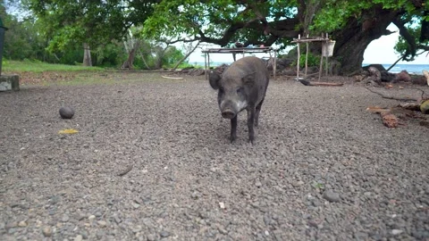 Pig in a village Stock Footage 267778558