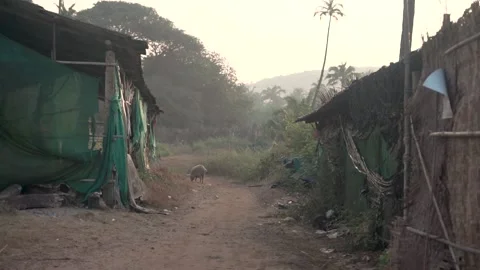 A pig on a village road Stock Footage