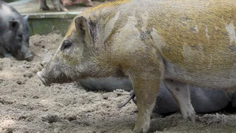 Pig Wading Through Sandy Terrain Stock Footage 266166997