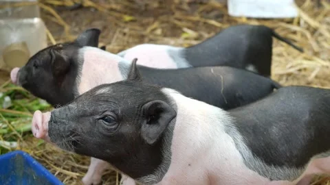 Pig wagging its tail while waiting for the pellet that was being sprinkled Stock Footage 149654734