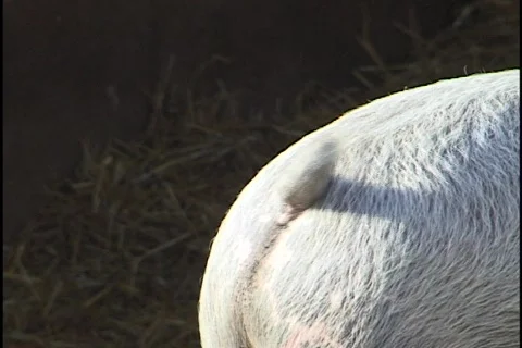 Pig Wagging Tail 1 Stock Footage 298152