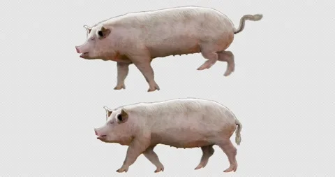 Pig Walking and Running Stock Footage 201369302