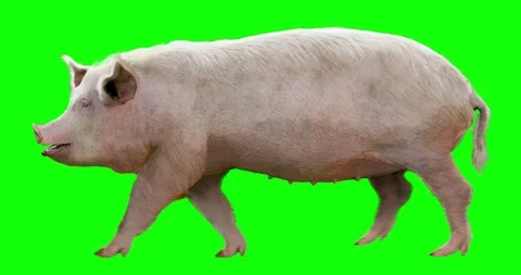 Pig is walking. Animation is cyclic and isolated. Green screen. Stock Footage 93965631