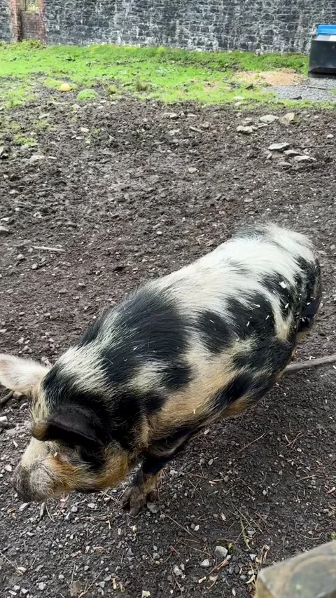 Pig walking around the pen. Stock-Footage 314273390