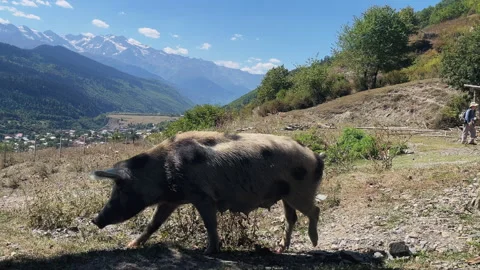 Pig walking down Mestia hillside. Camera follow through bushes with Caucasus Stock Footage 313345698