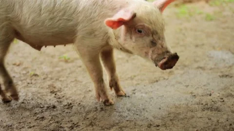 Pig walking in farm Stock Footage 48734304
